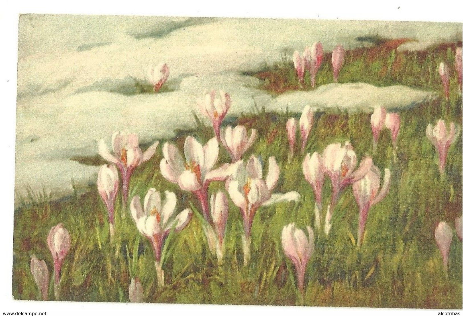 illustrateur A.HALLER lot  12 cartes fleurs imprimées en  suisse