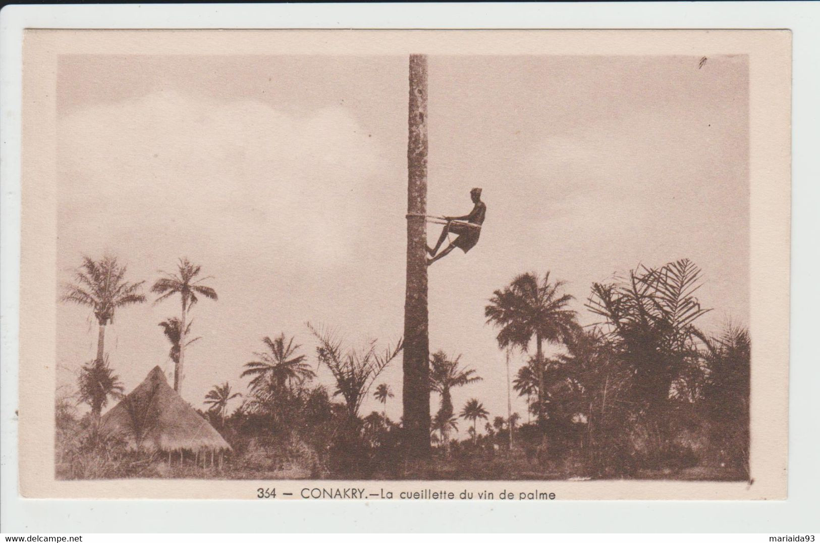 CONAKRY - GUINEE - LA CUEILLETTE DU VIN DE PALME - Guinée