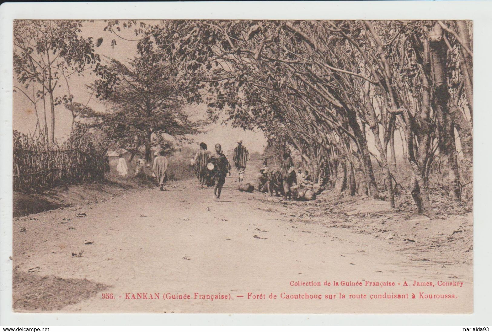 KANKAN - GUINEE - FORET DE CAOUTCHOUC SUR LA ROUTE CONDUISANT A KOUROUSSA - Guinée