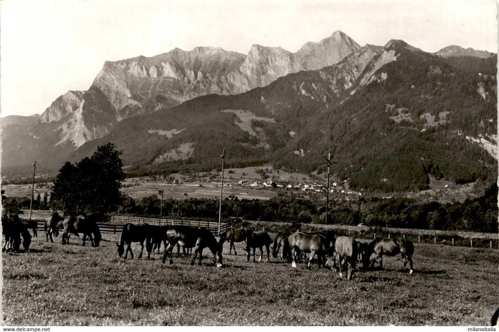 Maienfeld - Pferdeweide Mit Falknis * 6. 9. 1960 - Maienfeld