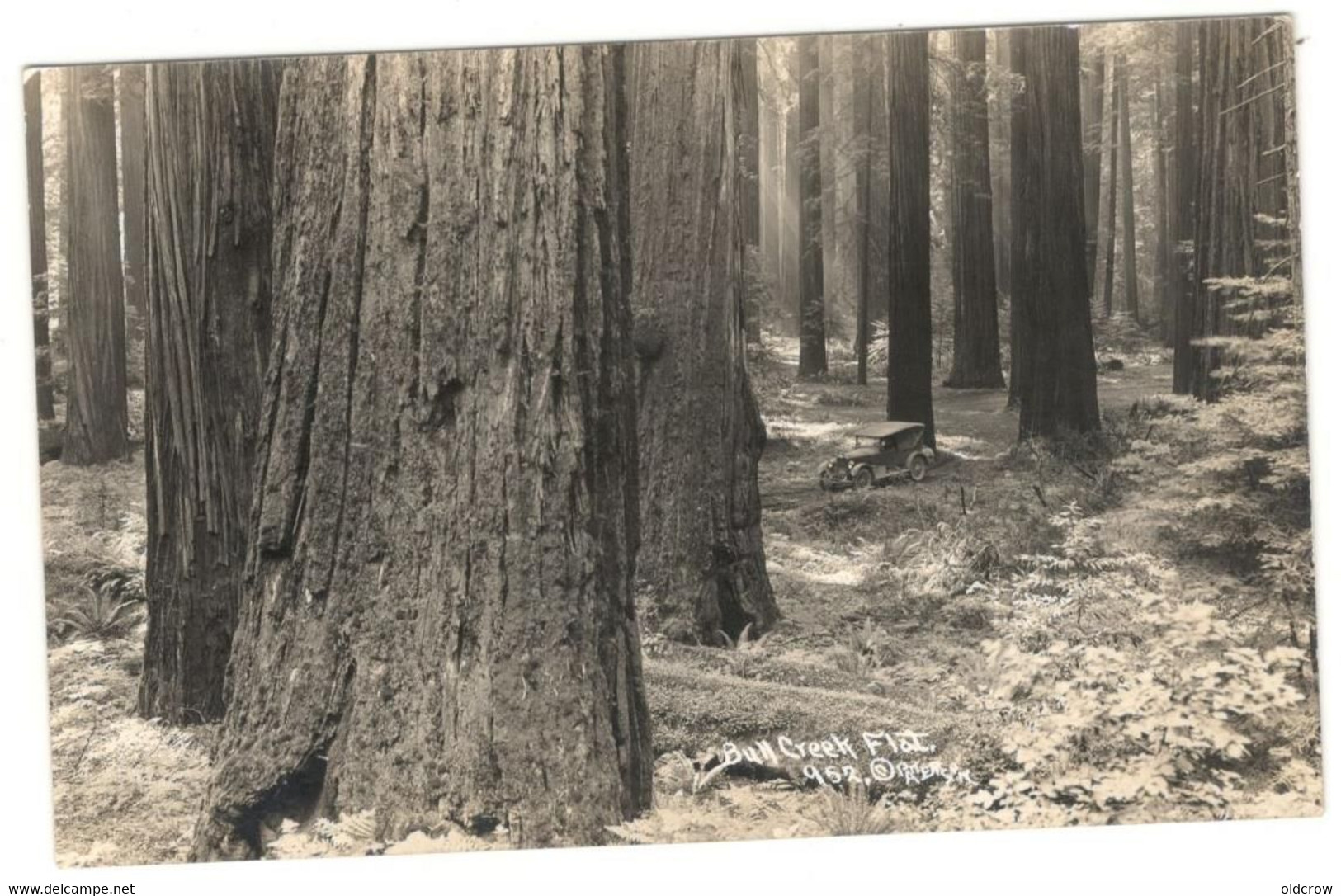 Vintage Postcard 1920's Bull Creek Flats, Redwoods, Vintage Car, RPPC Unused See Description BB - Other & Unclassified