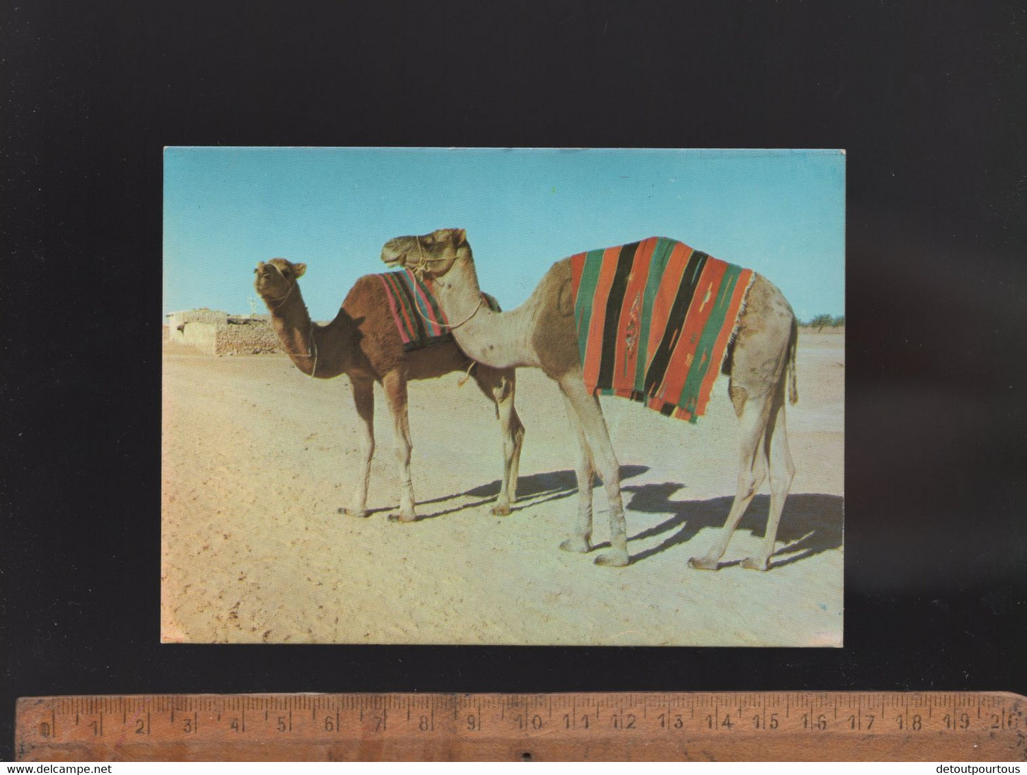 Afrique SAHARA : Sahara Dromadaires Dromadaire Chameaux Chameau Camels - Westelijke Sahara