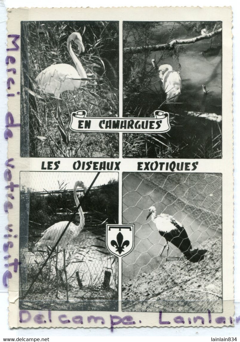 - LES-SAINTES-MARIES-DE LA MER -  En Camargues, Les Oiseaux Exotiques, Rare, écrite, Grand Format, TTBE, Scans. - Saintes Maries De La Mer