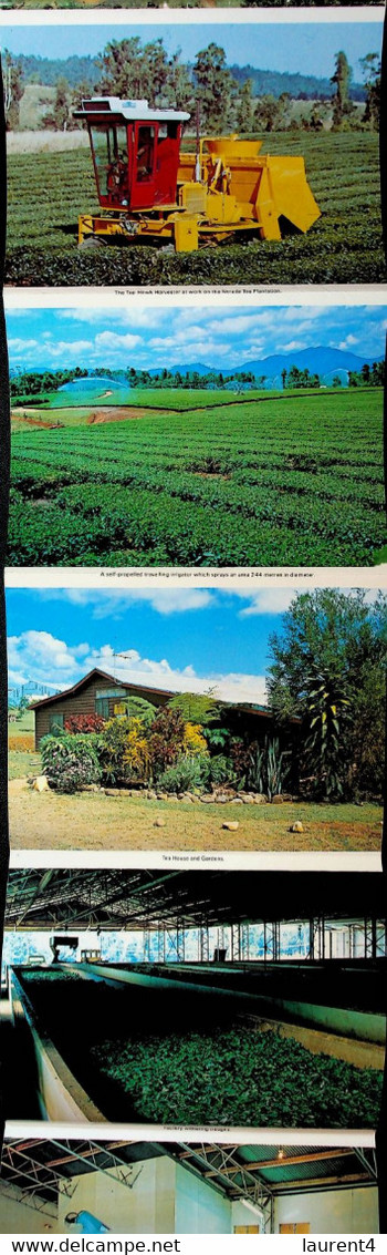 (Booklet 135 - 14-6-2021) Australia - QLD - Nerada Tea Plantation - Great Barrier Reef