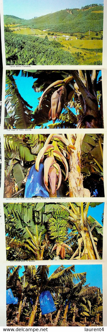 (Booklet 136 - 14-6-2021) Australia - NSW - Bananas (Coffs Harbour) - Coffs Harbour