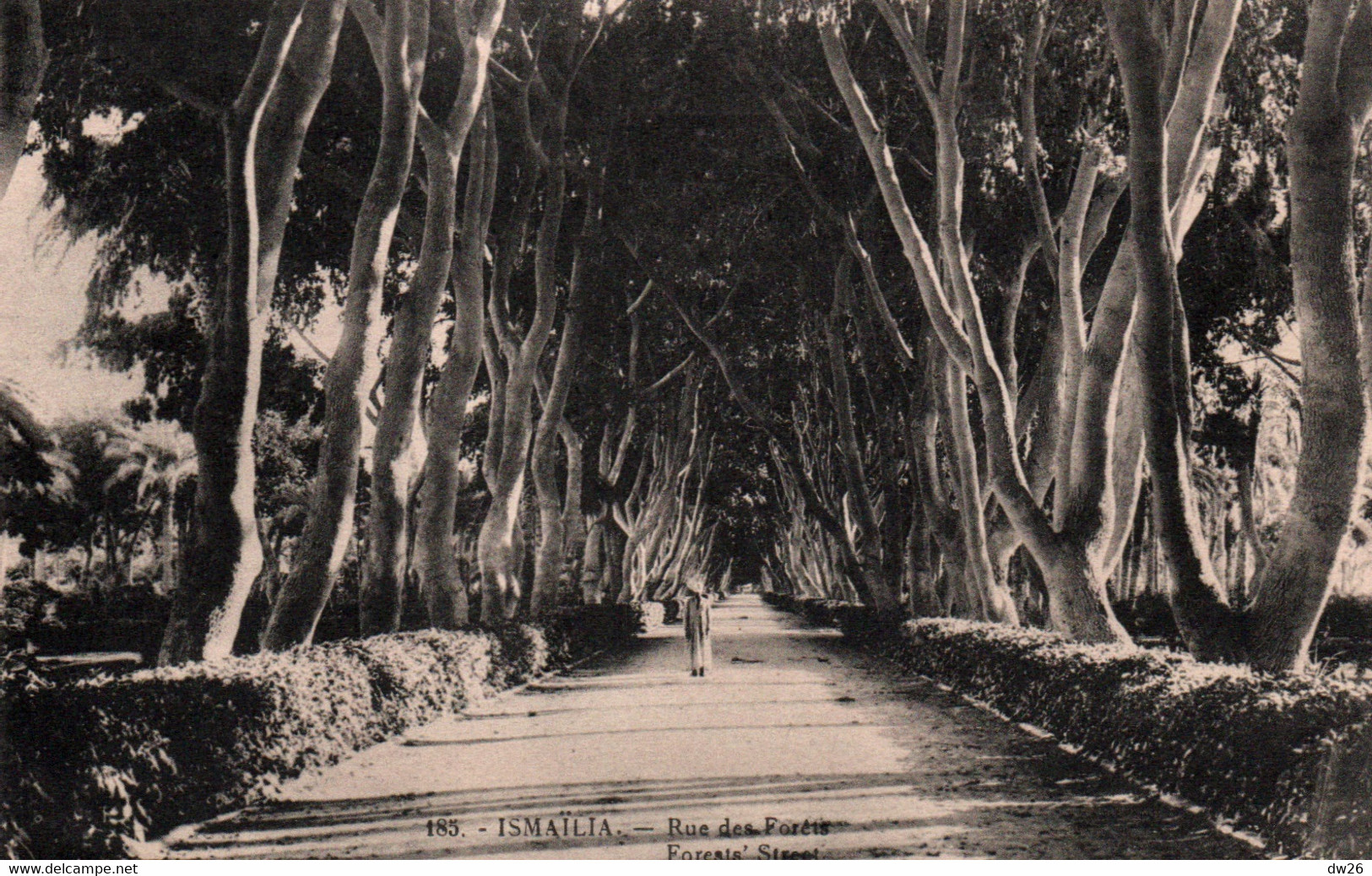 Ismaïlia - Rue Des Forêts - Carte N° 185 Non Circulée - Ismailia