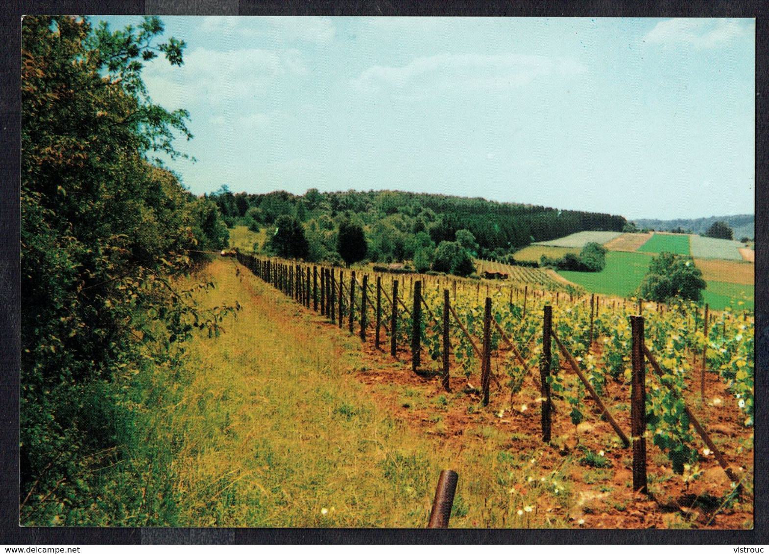 TORGNY - Les Vignes - Non Circulé - Not Circulated - Nicht Gelaufen. - Rouvroy