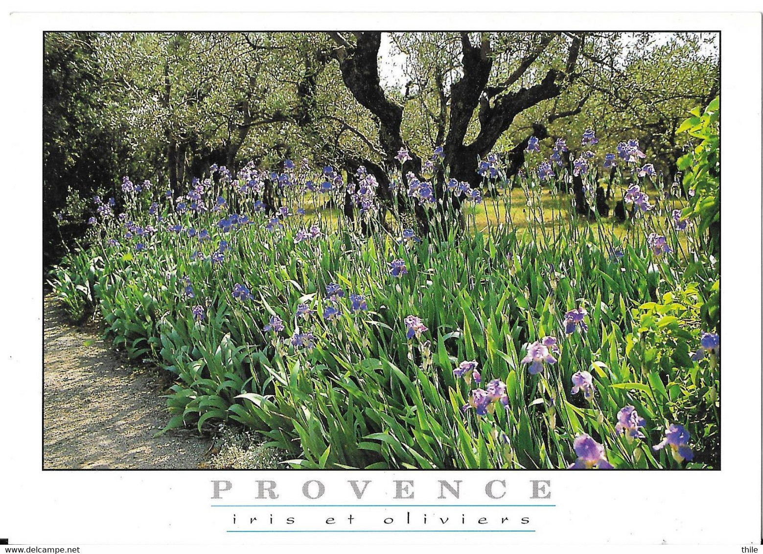 IMAGE DE PROVENCE - Iris Et Oliviers - Provence-Alpes-Côte D'Azur