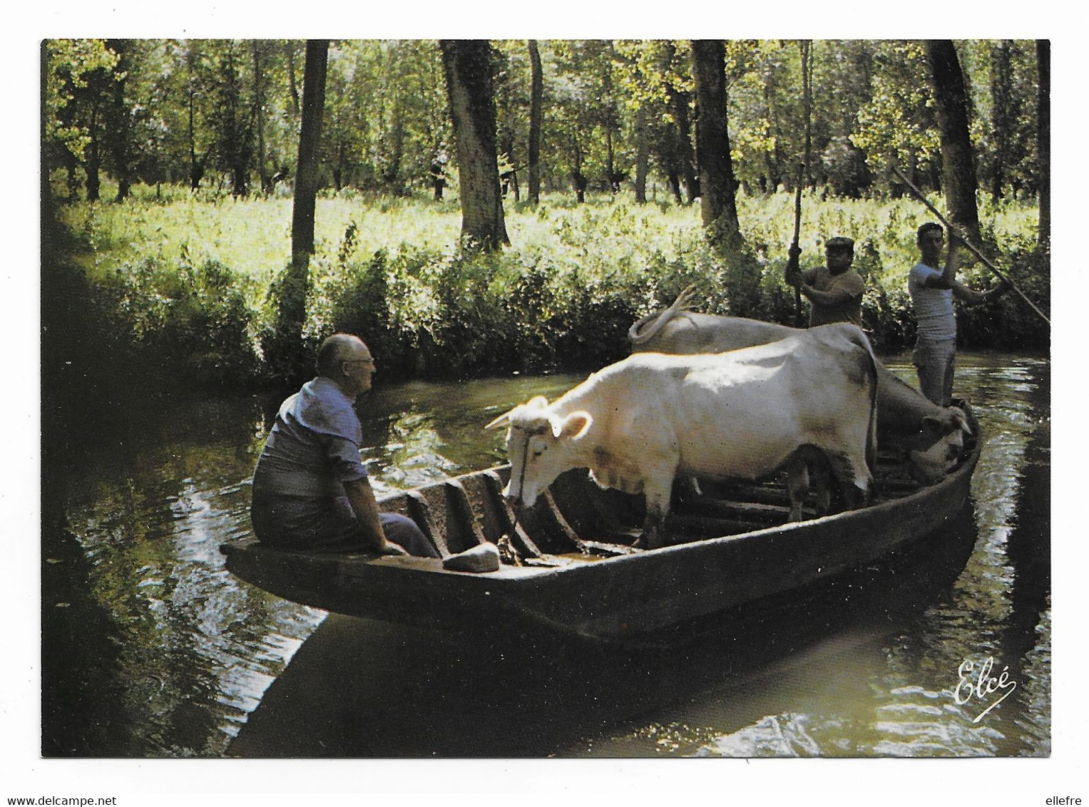 CPM Folklore Marais Poitevin Transport De Vache En Barque Seul Accès D' Un Pâturage à Un Autre -10/15 Cm Ed Elcé - Poitou-Charentes