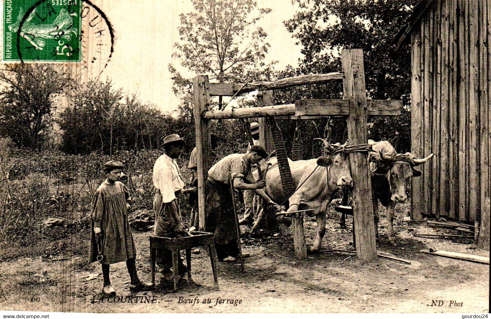 La COURTINE - Bœufs Au Ferrage - La Courtine