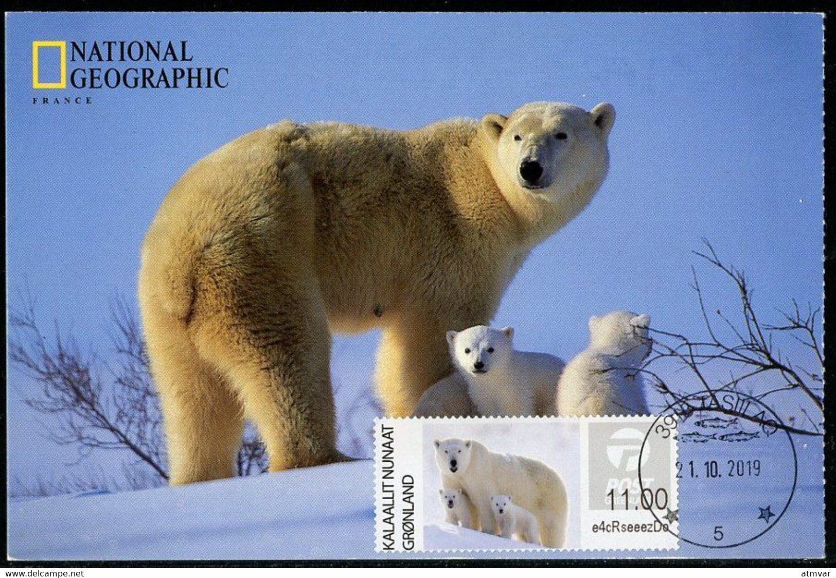 GREENLAND GROENLAND (2019) - Carte Maximum Card ATM - Polar Bear, Der Eisbär, Ours Blanc (National Geographic) - Cartes-Maximum (CM)