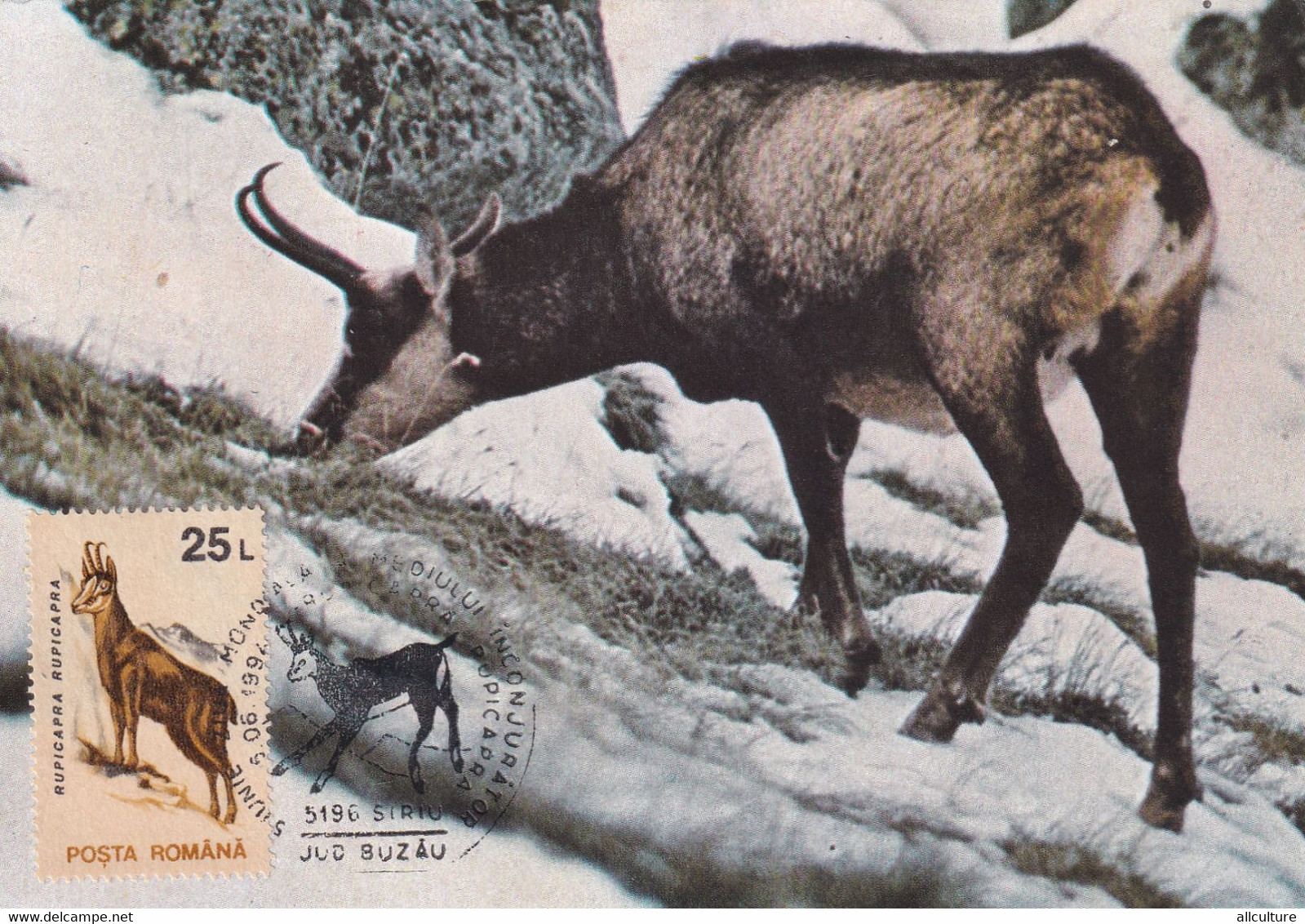 A9052- RUPICAPRA, BLACK GOAT BUZAU 1994 MAX CARD ROMANIA  USED STAMP ON BACK - Andere & Zonder Classificatie