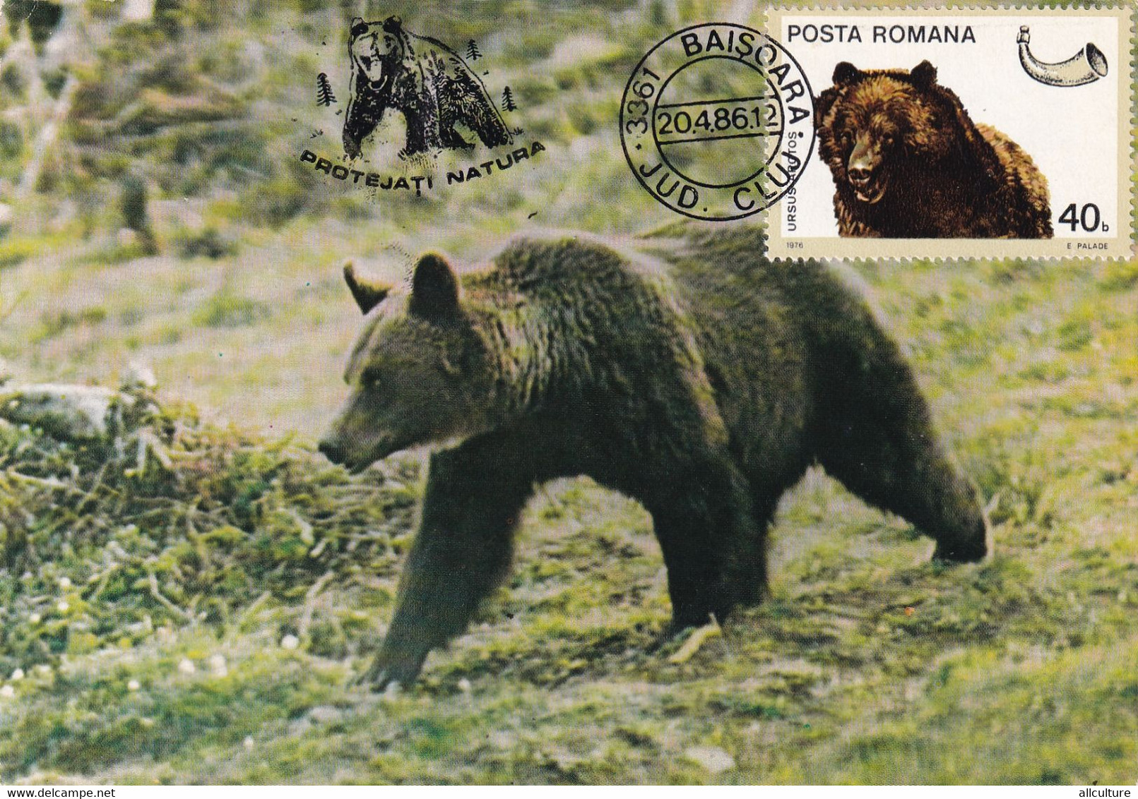 A9053- URSUS ARCTOS, BROWN BEAR, BAISOARA 1986 MAX CARD ROMANIA  USED STAMP ON BACK - Ours