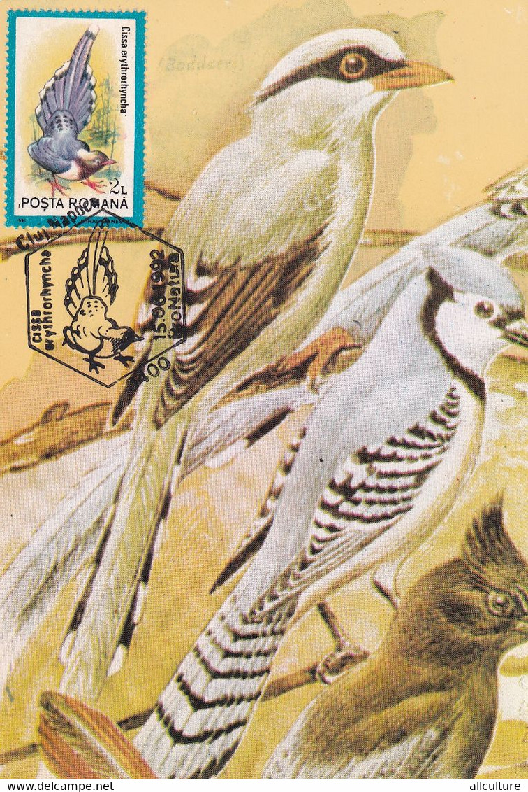 A9061- CISSA ERYTHRORHYNCA RED-BILLED BLUE MAGPIE BIRD PRONATURE CLUJ NAPOCA 1992 MAX CARD ROMANIA  USED STAMP - Andere & Zonder Classificatie