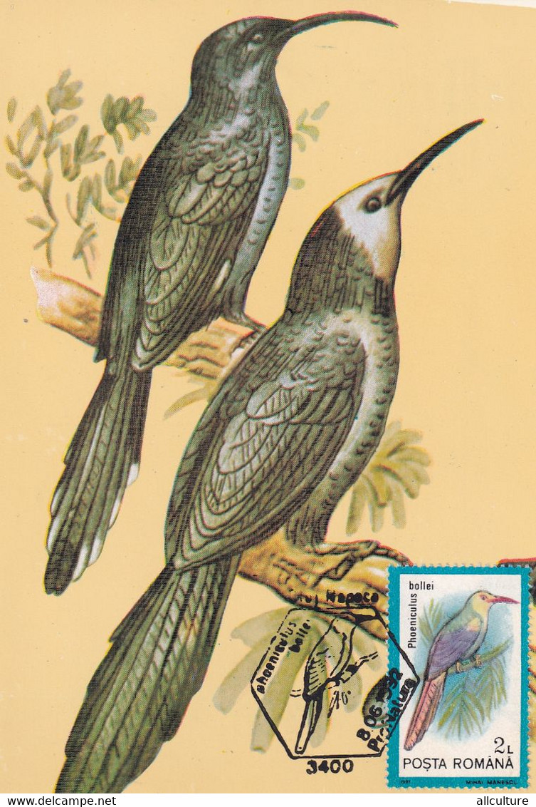 A9065- PHOENICULUS BOLLEI WHITE HEADED WOOD HOOPOE BIRD PRONATURE CLUJ NAPOCA 1992 ROMANIA MAXIMUM CARD USED STAMP - Andere & Zonder Classificatie