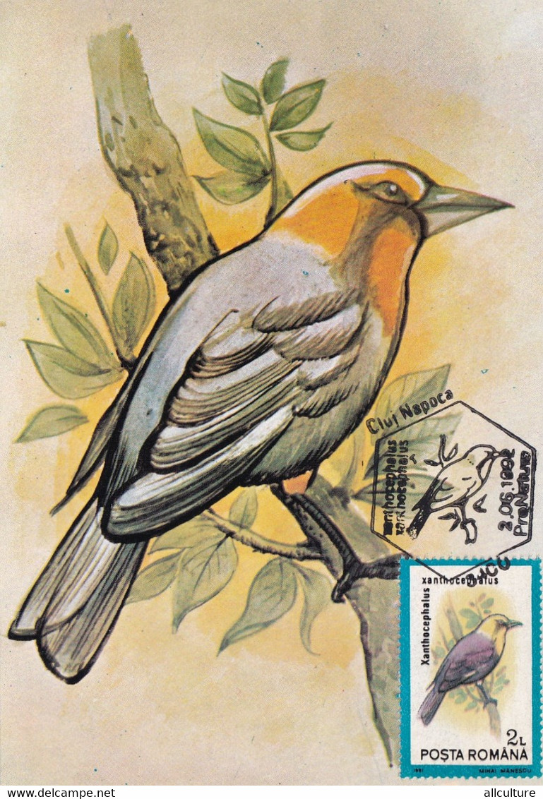 A9069- YELLOW HEADED BLACKBIRD PRONATURE CLUJ NAPOCA 1992 ROMANIA MAXIMUM CARD USED STAMP - Andere & Zonder Classificatie