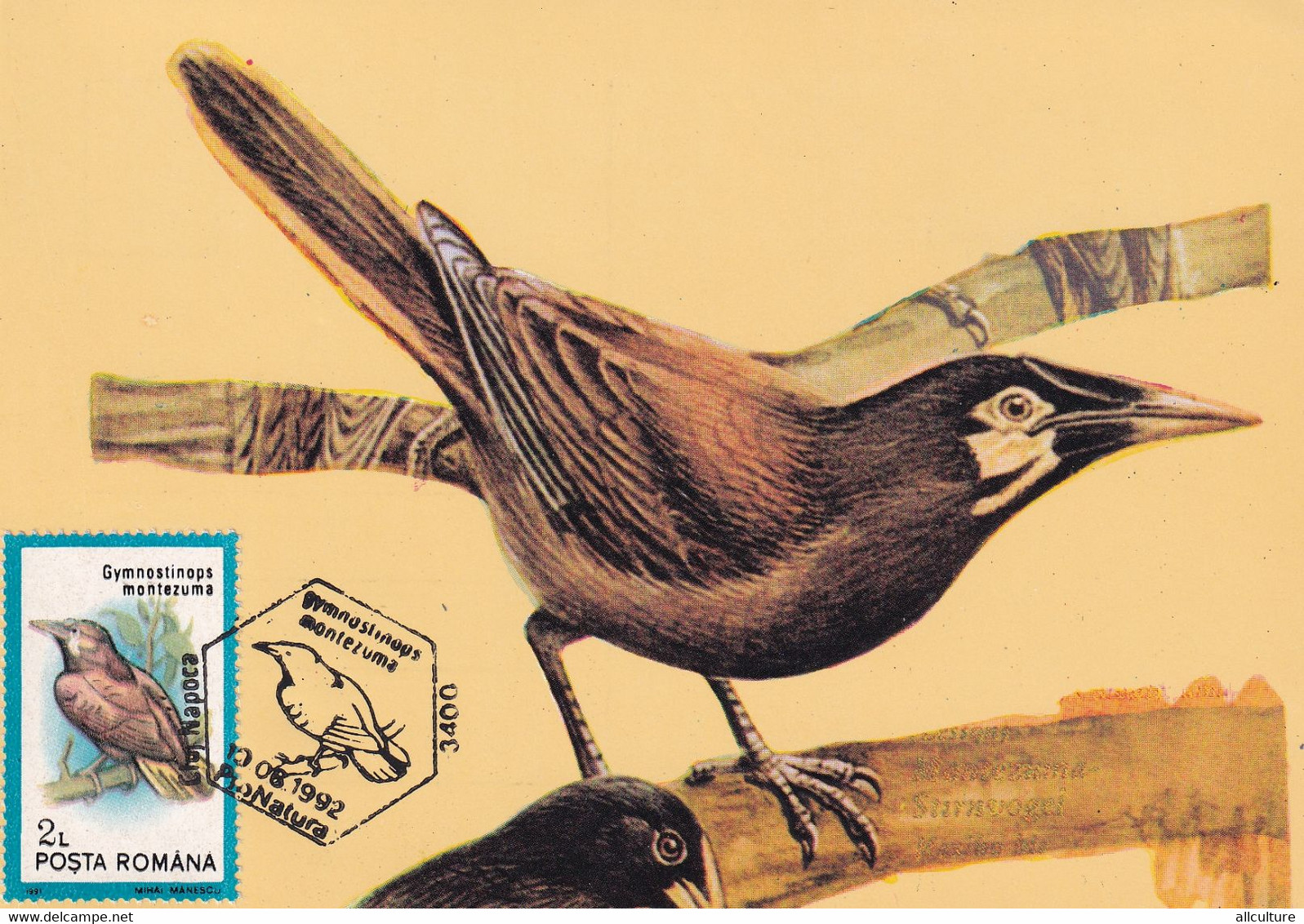 A9072- MONTEZUMA OROPENDOLA PRONATURE CLUJ NAPOCA 1992 ROMANIA MAXIMUM CARD USED STAMP - Andere & Zonder Classificatie