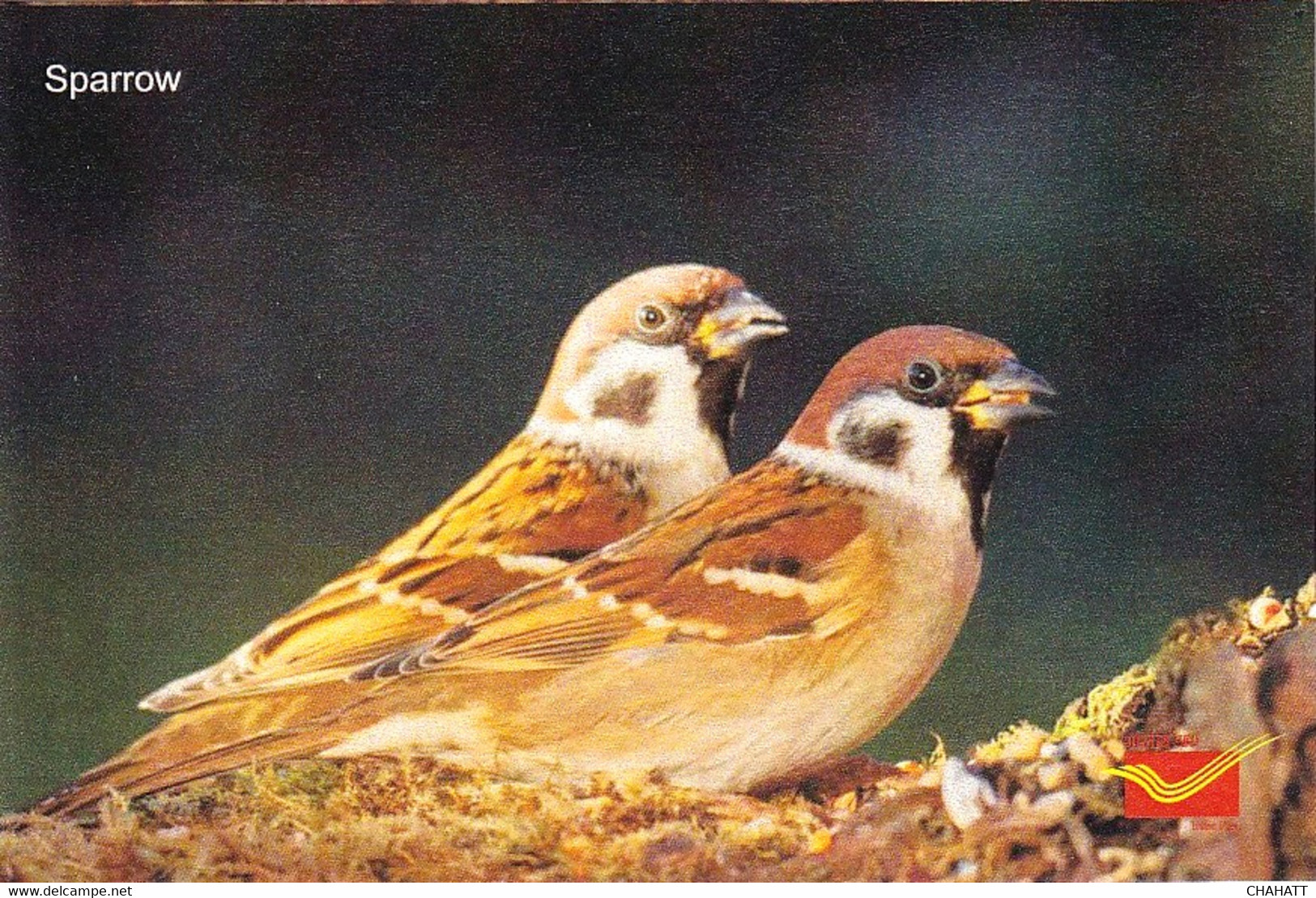 BIRDS- SPARROWS - PPC- GLOSSY PRINT - INDIA POST-OFFICIAL ISSUE- MNH- SCARCE-NMC-203 - Passeri