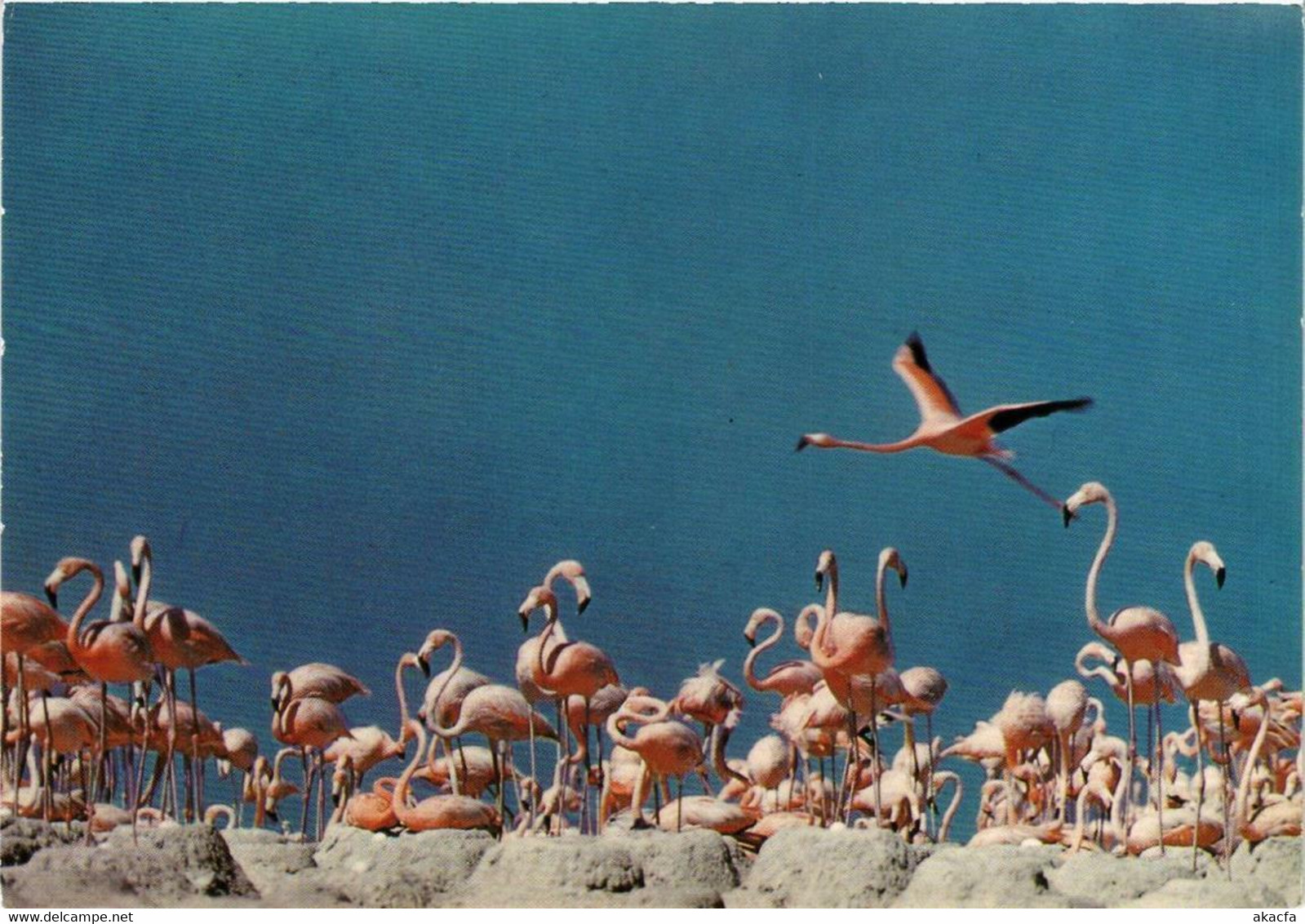 CPM AK Flamingo's At Their Nests One Egg Per Nest BONAIRE (750234) - Bonaire