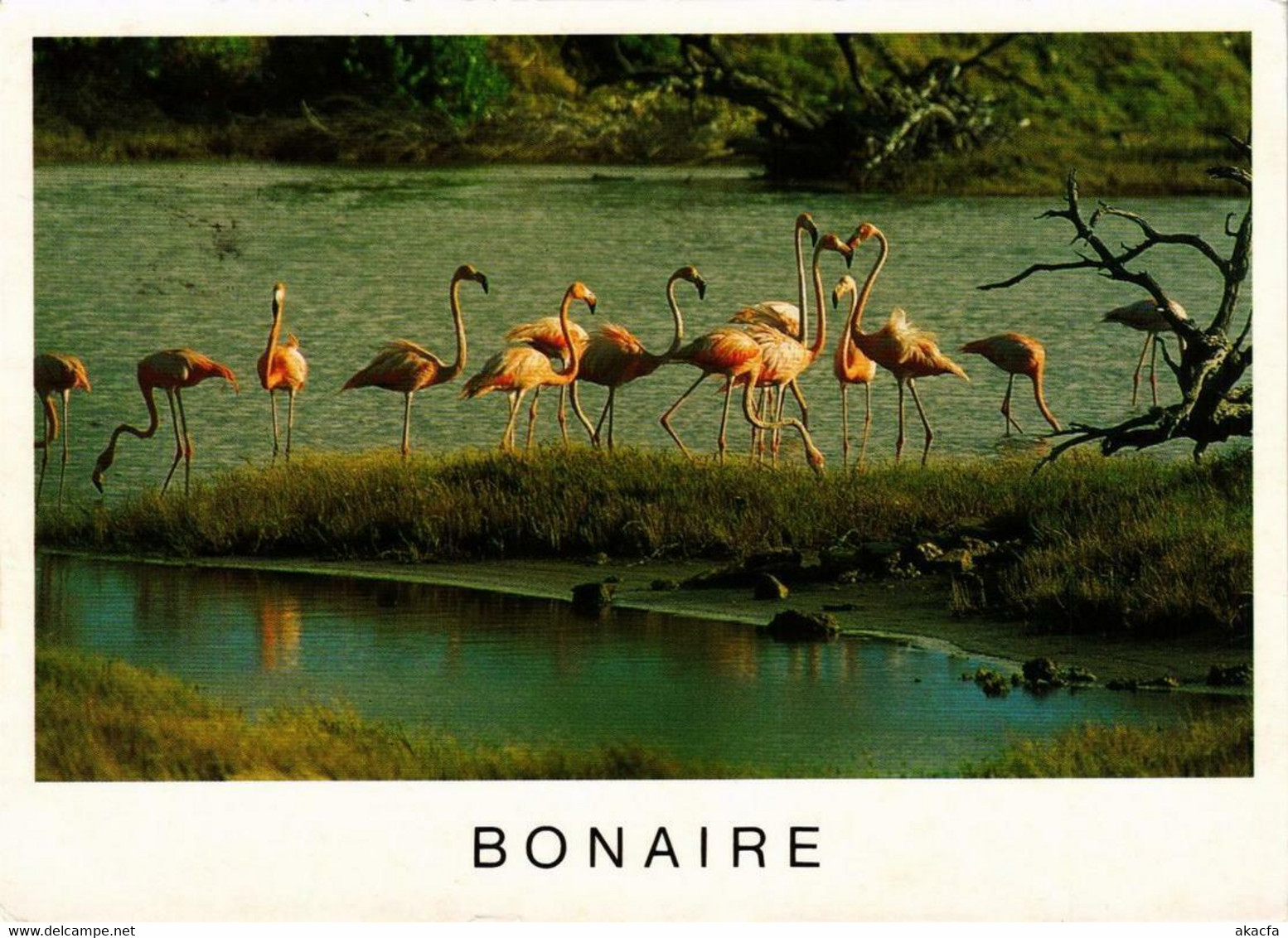 CPM AK Flamingo BONAIRE (750242) - Bonaire