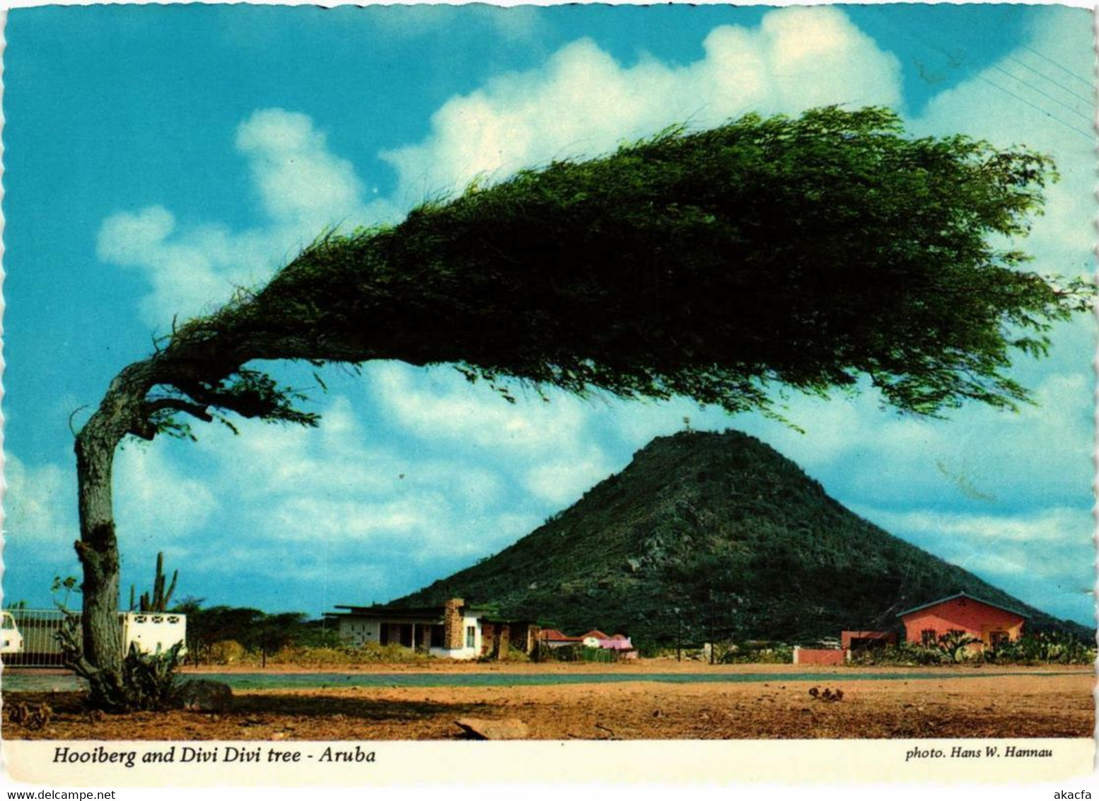 CPM AK Hooiberg And Divi Divi Tree ARUBA (750307) - Aruba