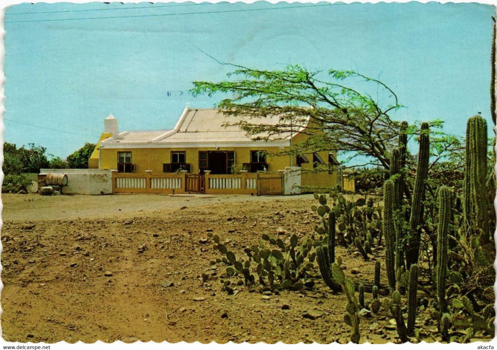 CPM AK Typical Aruban Cunucuhouse With Divi Divi Tree ARUBA (750300) - Aruba