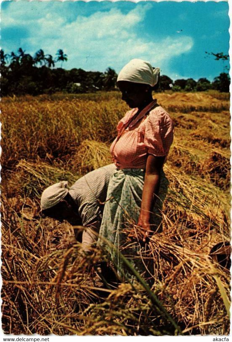 CPM AK Indian Women Harvesting Rice SURINAME (750419) - Suriname