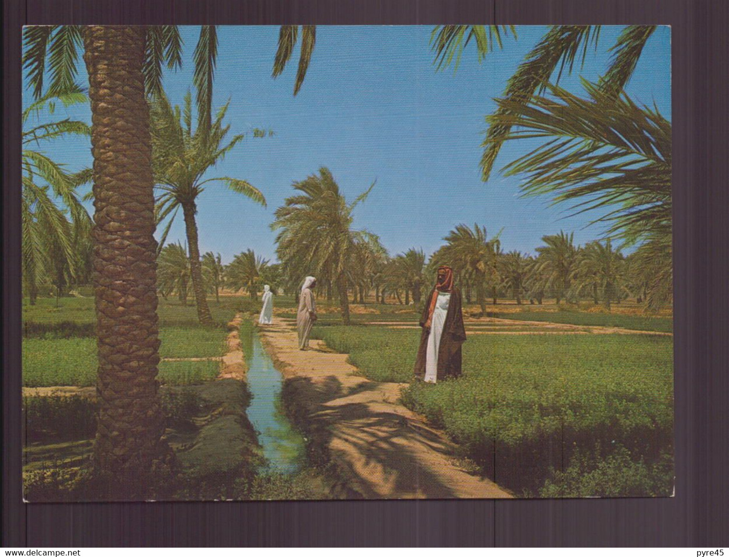 KOWEIT A GREEN FARM IN KUWAIT - Kuwait