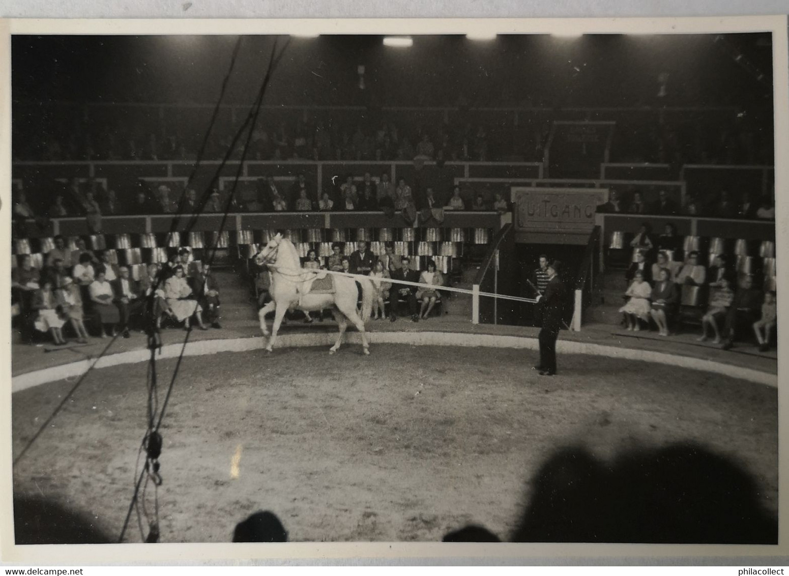 Circus - Cirque // Carte Photo - RPPC To Identify, Prob. Belgie No. 2. // Horse Act 19?? - Zirkus