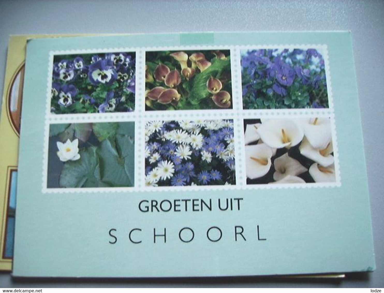 Nederland Holland Pays Bas Schoorl Met Mooie Bloemen - Schoorl