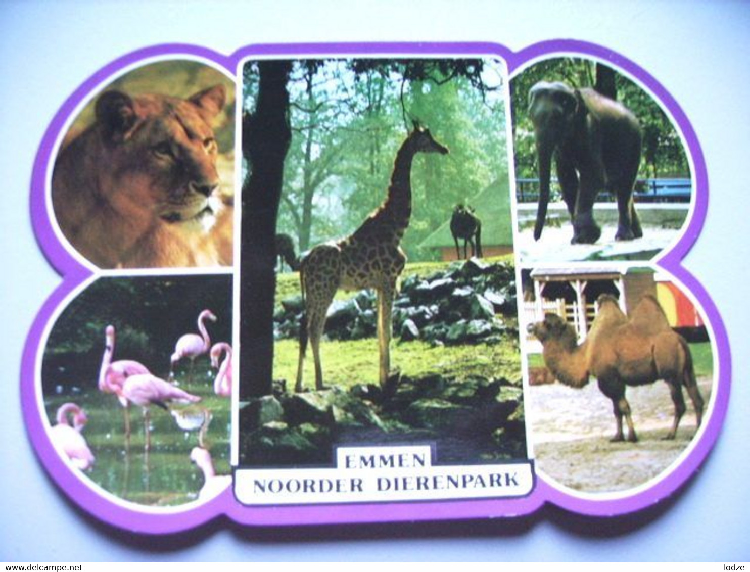 Nederland Holland Pays Bas Emmen Zoo Met Leeuw, Giraffe, Olifant En Kameel - Emmen