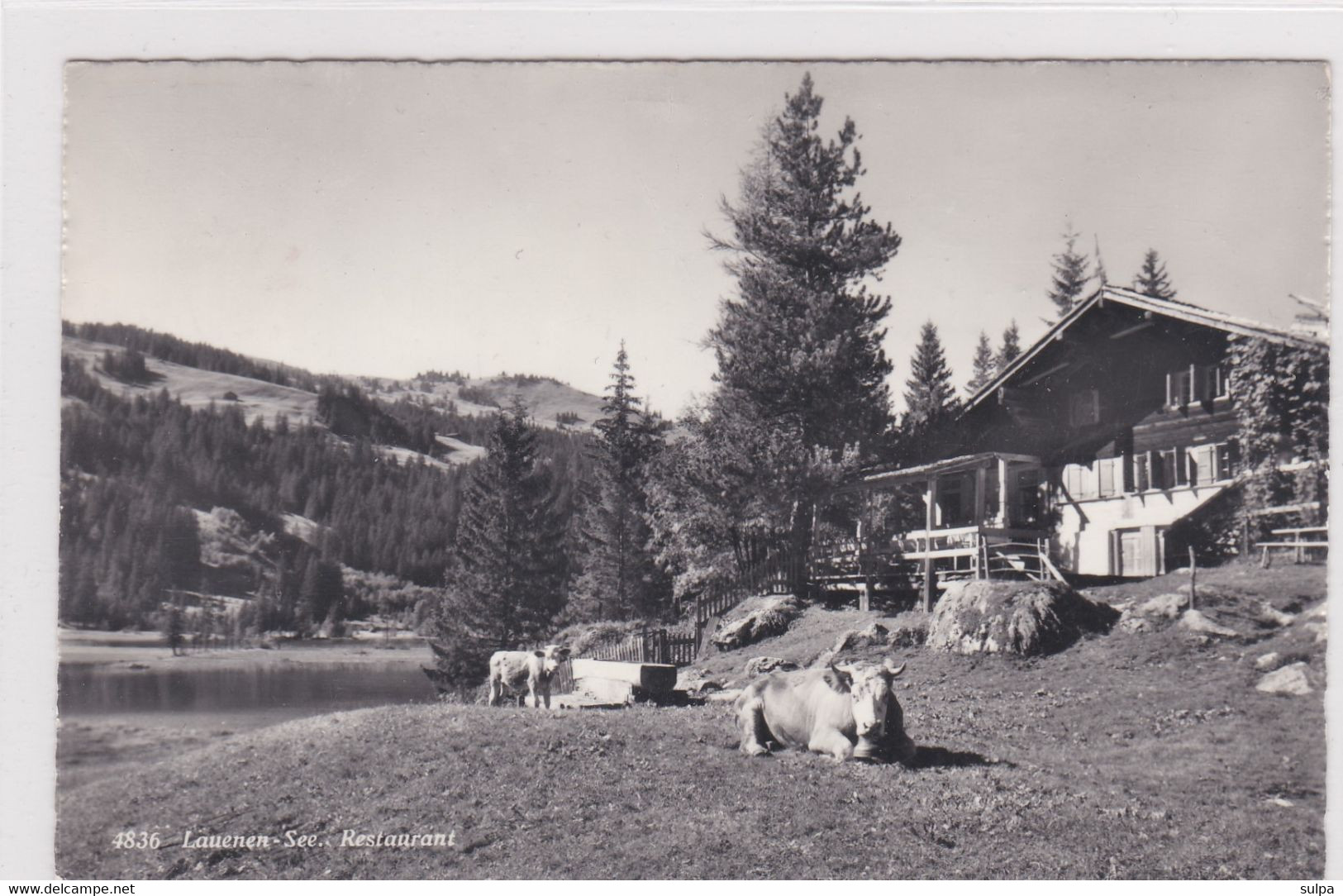 Lauenen-See. Restaurant, Vaches Du Simmental /Simmentaler Kühe - Lauenen