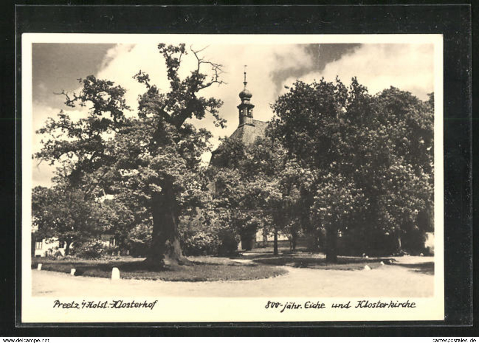 AK Preetz / Holstein, 800-jährige Eiche Und Klosterkirche - Preetz