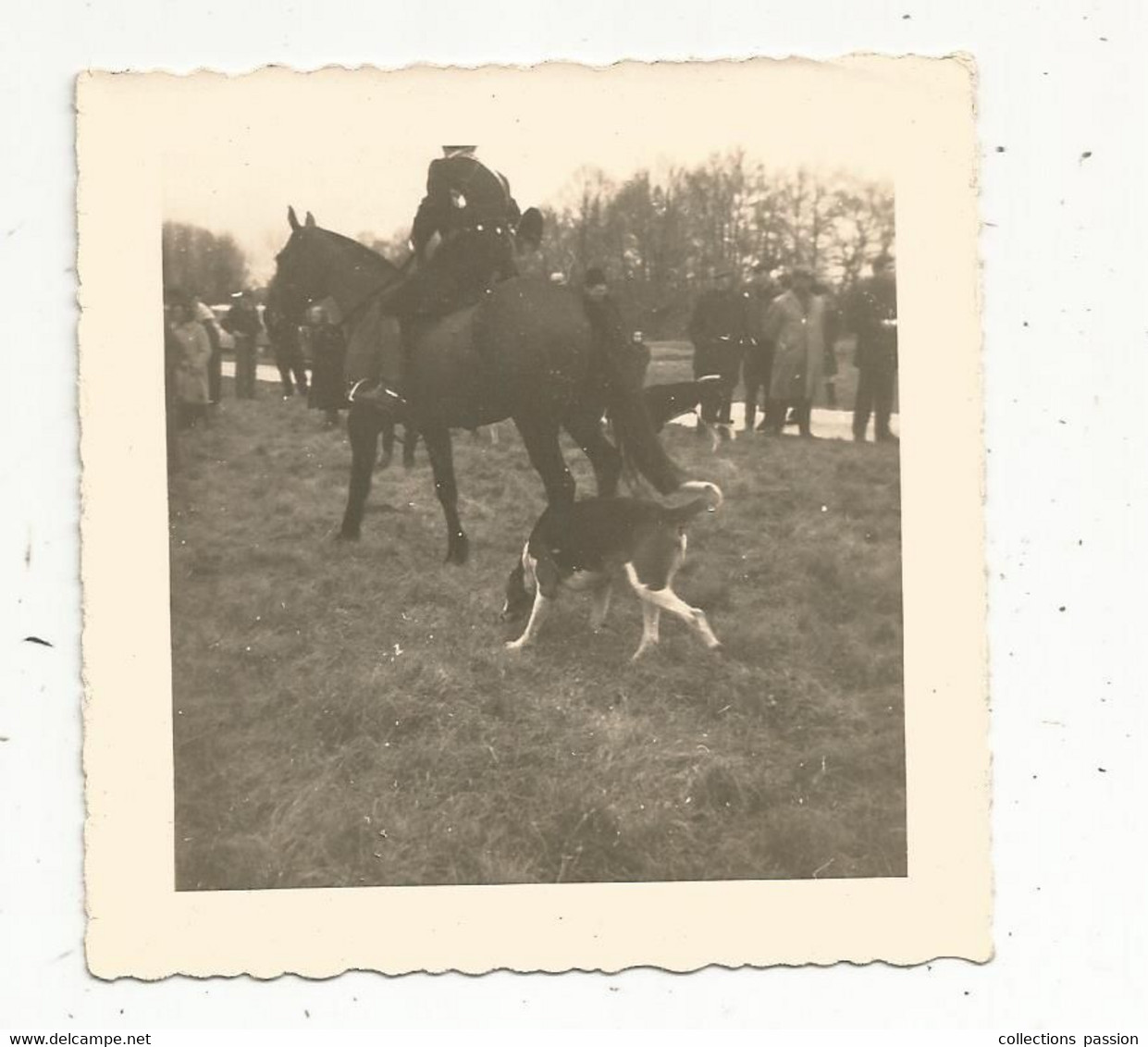 JCR , Photographie Guibaud , Angers , Sports , CHASSE A COURRE , Cheval ,chien , 90 X 90 Mm - Deportes