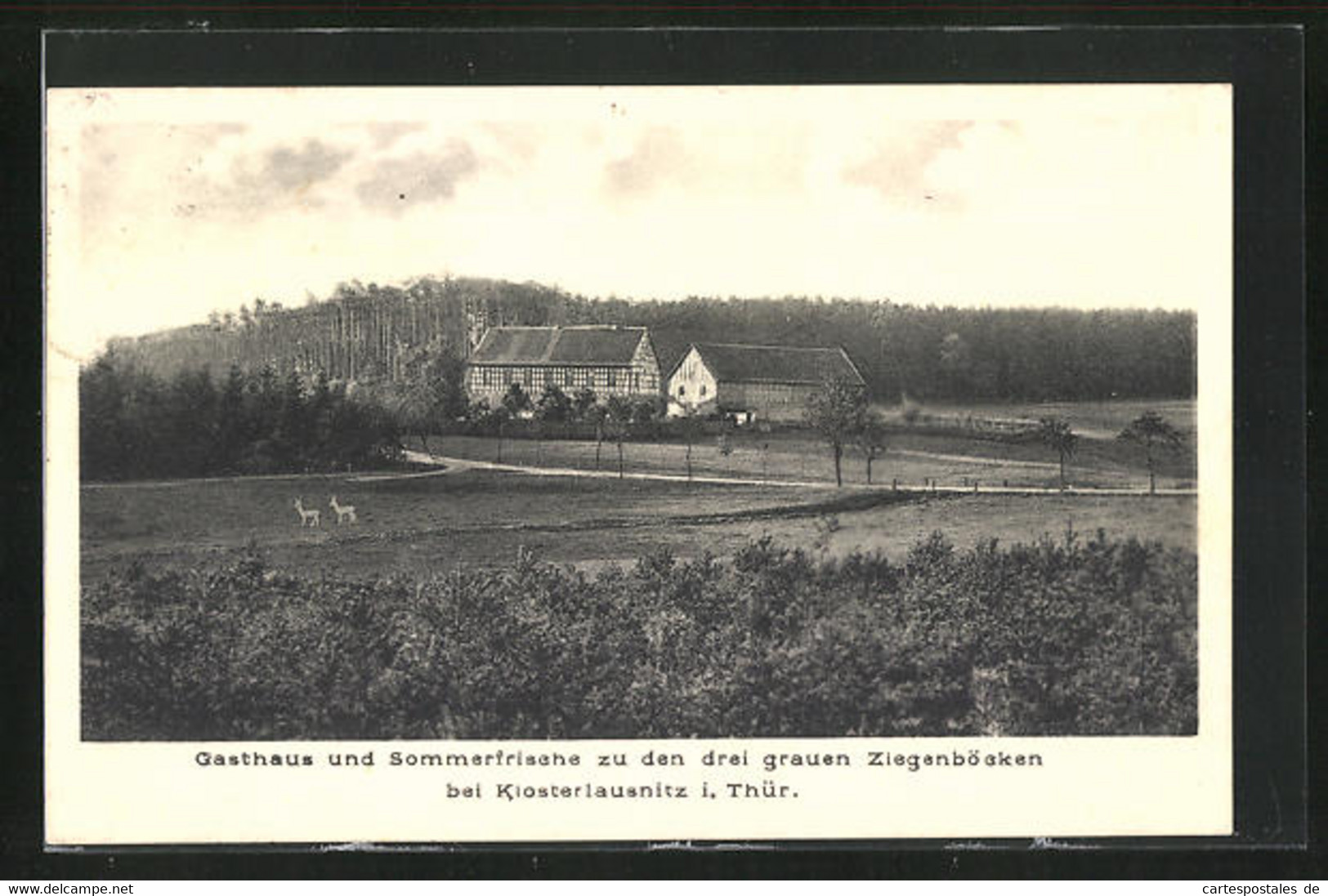 AK Klosterlausnitz I. Thür., Gasthaus Und Sommerfrische Zu Den Drei Grauen Ziegenböcken - Bad Klosterlausnitz