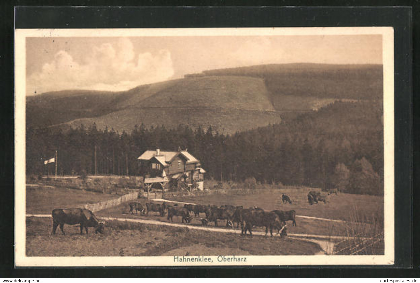 AK Hahnenklee / Oberharz, Bauernhaus Mit Kuhherde - Oberharz