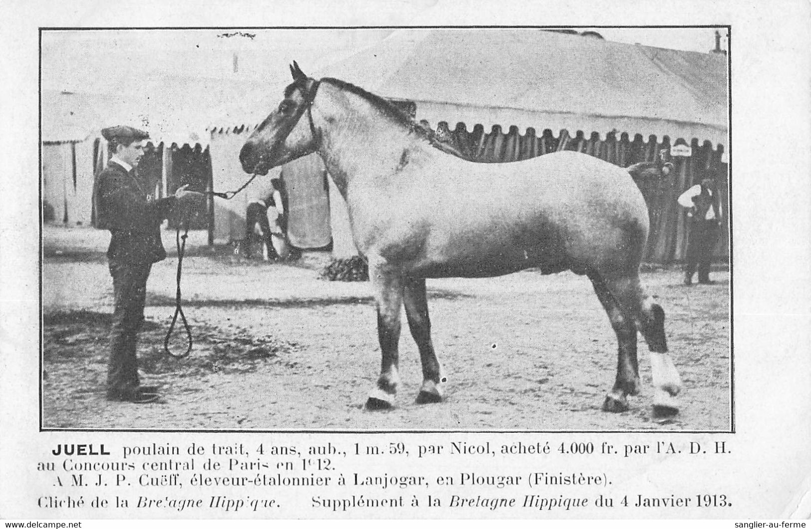 CPA 29 JUELL POULAIN DE TRAIT APPARTIENT A Mr J.P.CUEFF ELEVEUR A LANGOJAR - Other & Unclassified