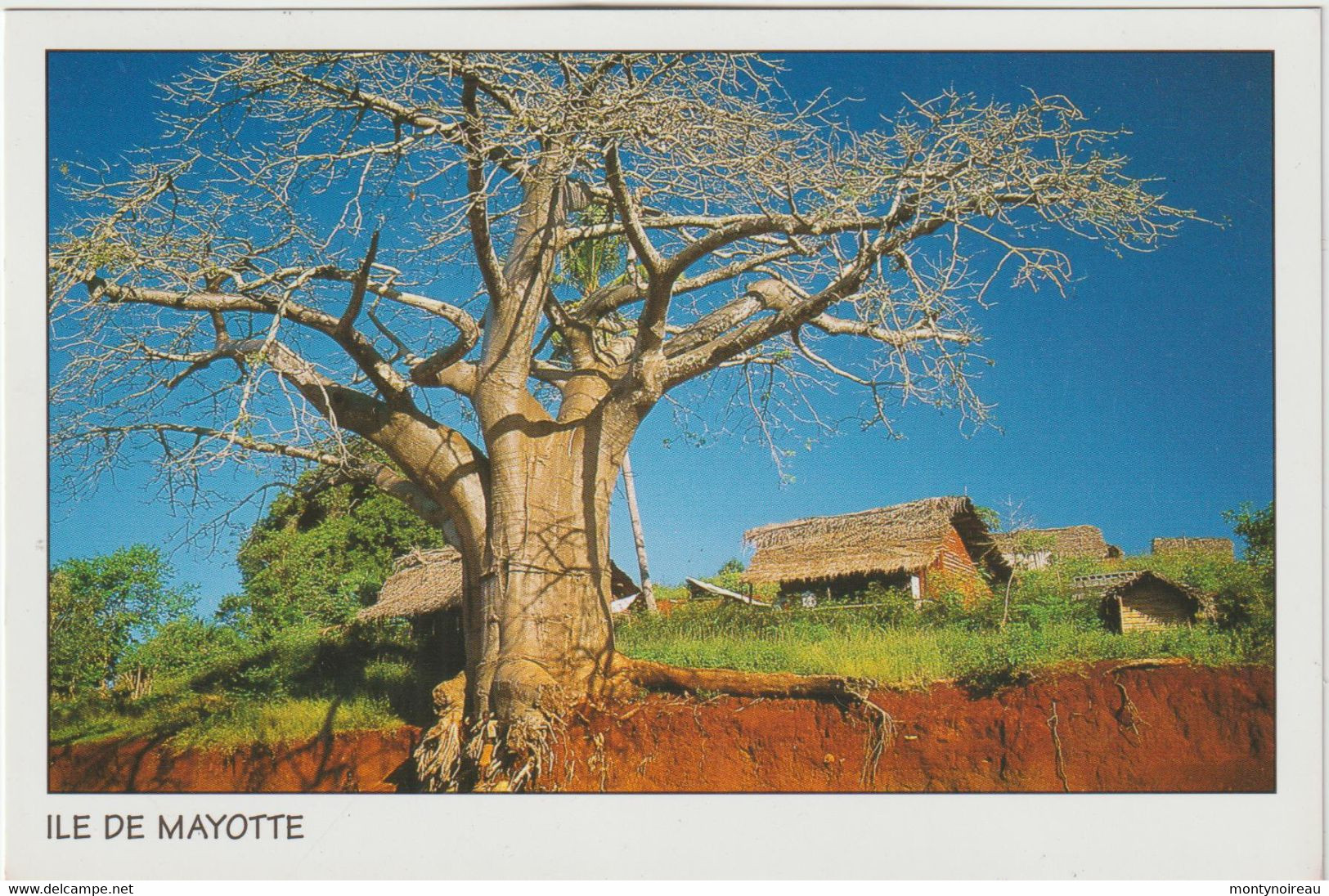 Seb : Mayotte : L ' Ile  , Arbre - Mayotte