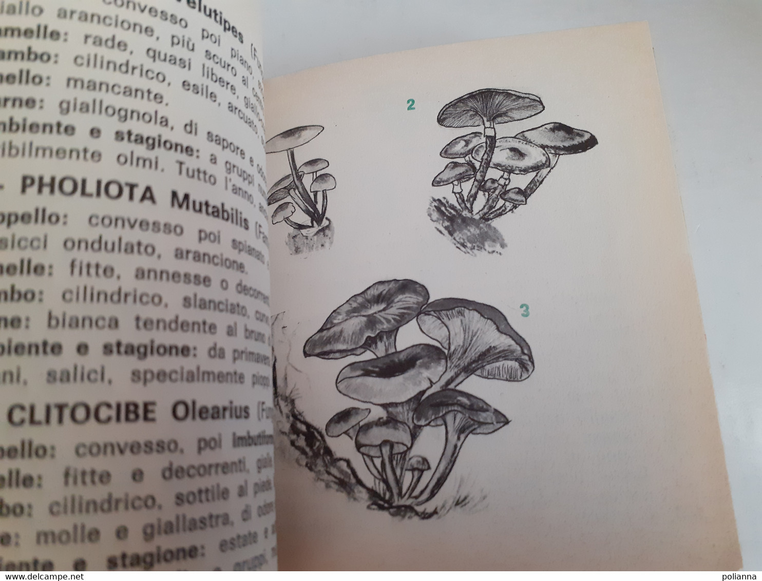 M#0X55 MINI LIBRO - I FUNGHI QUESTI SCONOSCIUTI Maraboyt Flash AMZ Ed.1967/CUCINA/MICOLOGIA - Natur