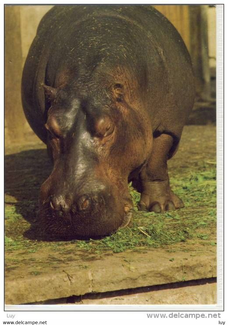 HIPPOPOTAMUS Amphibius,  Hippo,  Flusspferd - Flusspferde