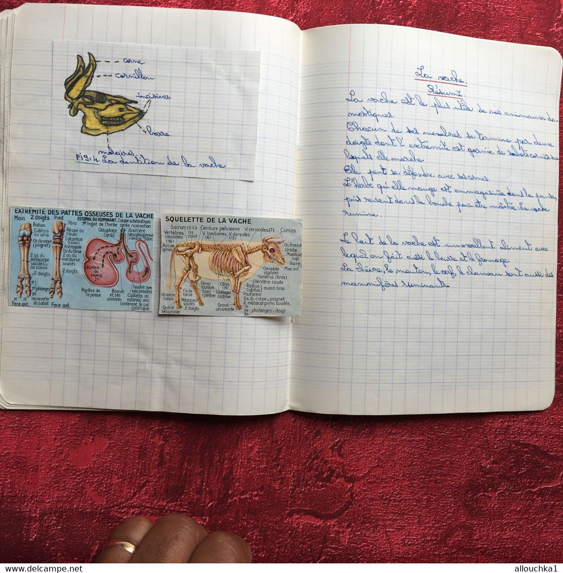 Cahier Ecole communale de La Loubière Marseille 5é-Cahier d'écolier Sciences naturelles Texte écriture au porte plume