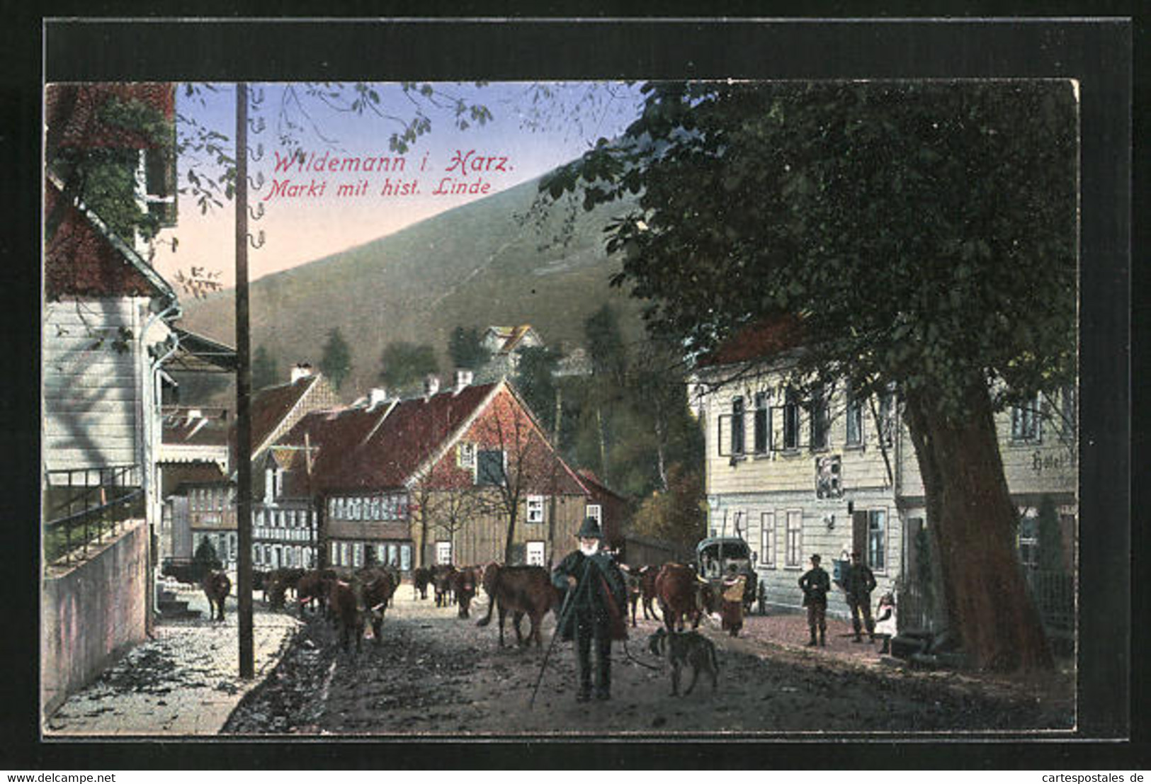 AK Wildemann I. Harz, Markt Mit Hôtel, Historischer Linde & Rinderherde - Wildemann