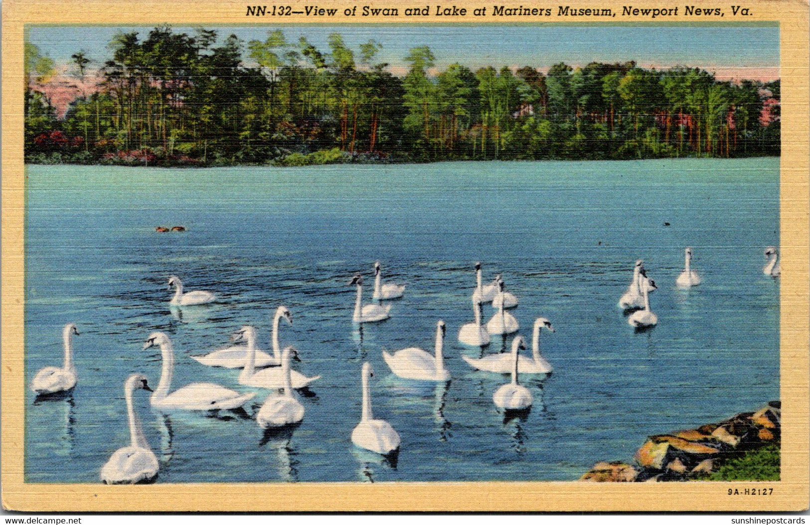 Virginia Newport News Swans And Lake At Mariners Museum Curteich - Newport News