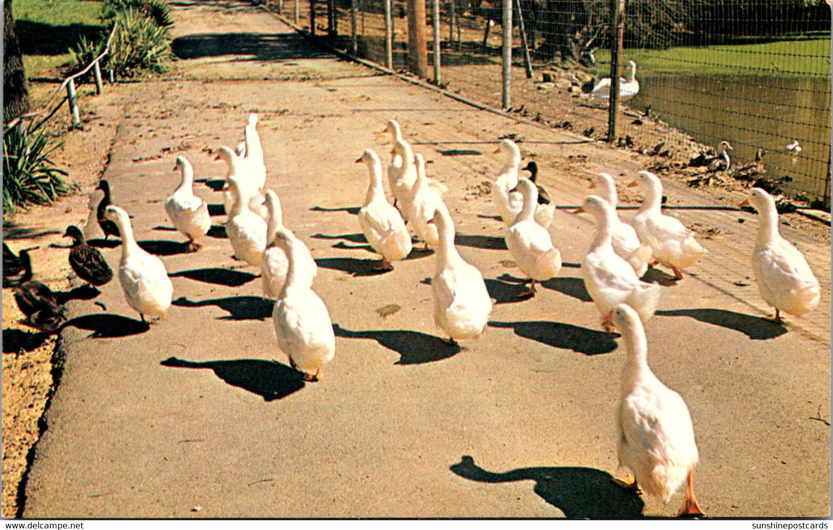 Indian Evansville Ducks At Mesker Zoo - Evansville