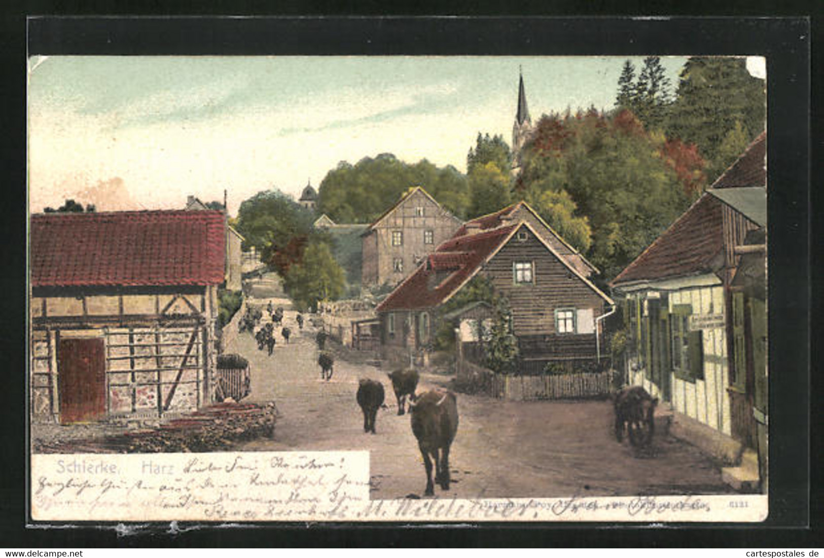 AK Schierke (Harz), Strassenpartie Mit Kühen - Schierke