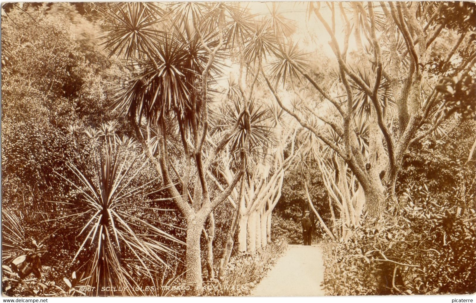 Scilly Isles,Tresco -Pack Walk (Photochrom Glossy Photo Ser. 8667) - Scilly Isles