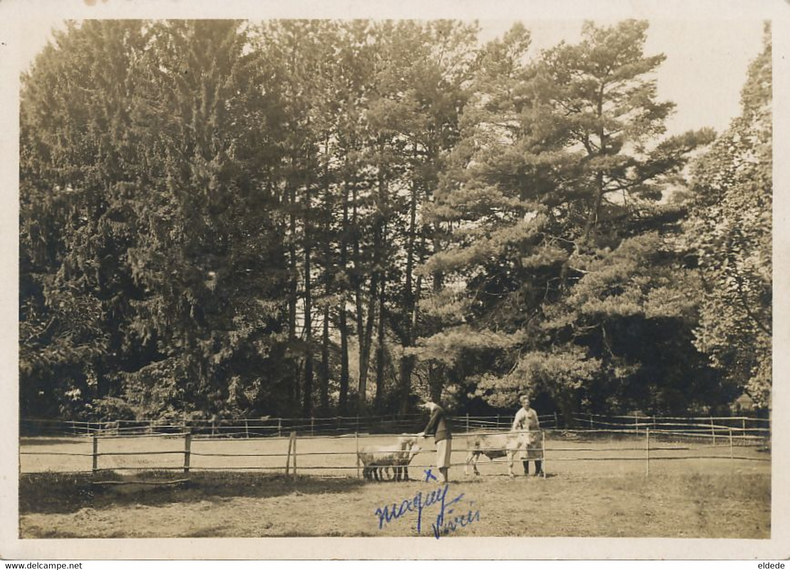 " Les Fougères " Echichens S/ Morges Partie Du Parc  Phot Luscher Nyon  1937 Format 10/15 Chevres Goat - Échichens