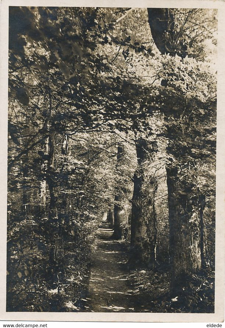 " Les Fougères " Echichens S/ Morges Sentier Des Chenes  Phot Luscher Nyon  1937 Format 10/15 - Échichens