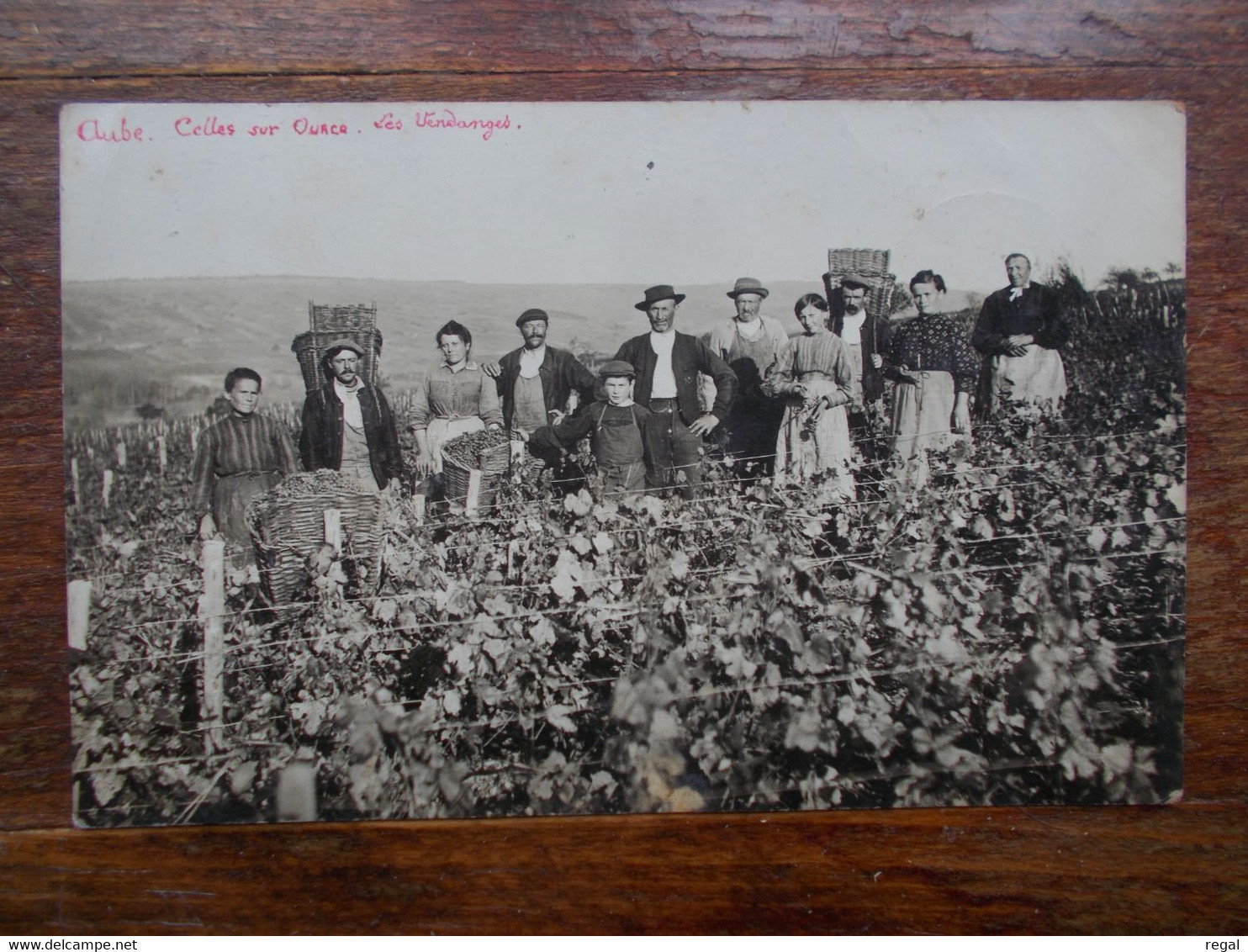 CARTE PHOTO CELLES SUR OURCE - Les Vendanges - Other & Unclassified