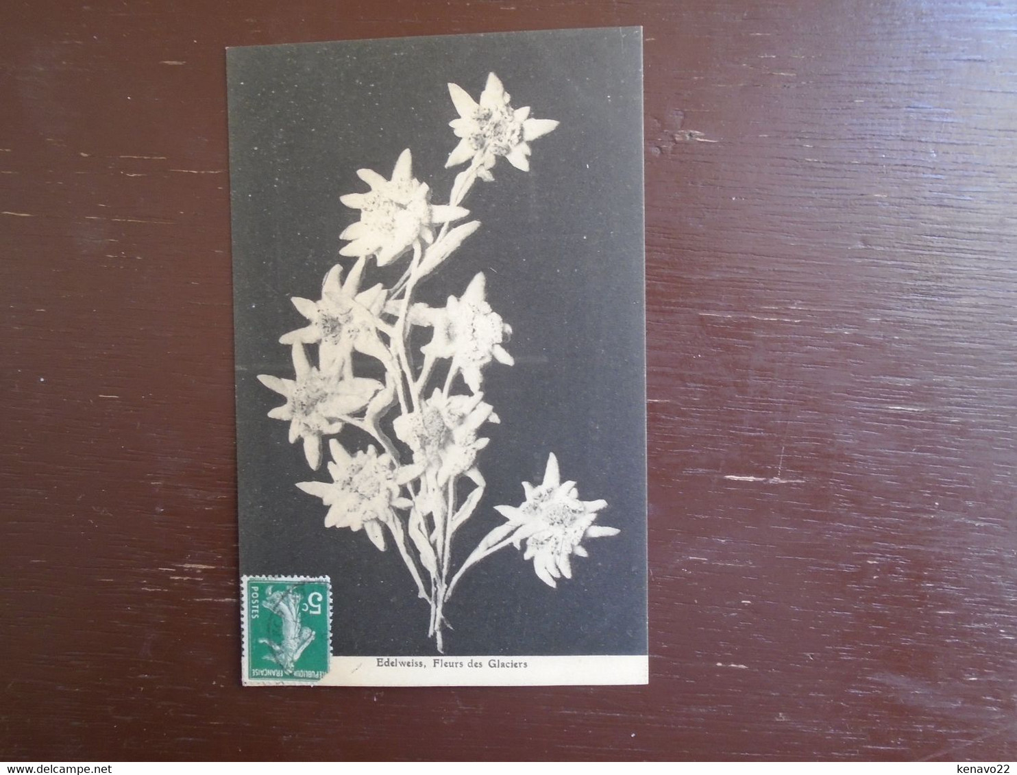 Belle Carte Assez Rare De 1913 , Edlweiss , Fleurs Des Glaciers - Flowers